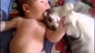 кошка играет с ребёнком