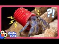 Why are these hermit crabs living in trash  for the love of the wild  dodo kids