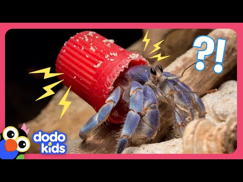 Why Are These Hermit Crabs Living In Trash? | For The Love Of The Wild | Dodo Kids