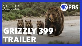 Grizzly 399: Queen of the Tetons | Official Trailer | NATURE | PBS