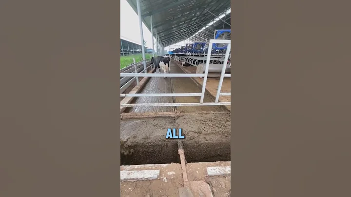 Automatic cleaning system for dairy cow manure!#shorts # Popular Science #mechanical