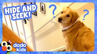 Play HideAndSeek With This Sneaky Pup! | Dodo Kids | Animal Videos