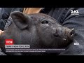 Новини України: у Львові врятували безпритульну в'єтнамську свинку