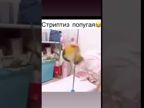 НЕ много юмора! Попугай стриптизер! Будьте здоровы! Улыбайтесь! Все будет хорошо!