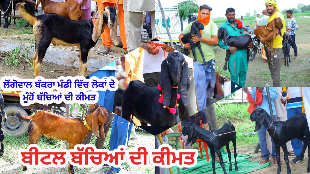 ਬੀਟਲ ਬੱਕਰੀ ਬੱਚਿਆਂ ਦੀ ਕੀਮਤ || ਲੌਂਗੋਵਾਲ ਬੱਕਰਾ ਮੰਡੀ || Goat kids price || @ILTILANATV