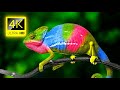 Chameleon - 4K Video - Chameleon Changing Color - 4K Animals Collection with Nature Sounds