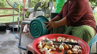 ล้างเห็ดระโงกแกง แกงใส่ข้าวเบือใส่ผักติ้ว น้ำใบย่านาง#เห็ดปลวกเห็ดระโงกเห็ดเผาะออกเยอะมาก#สกลนคร