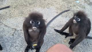 Feeding The Dusky Leaf Monkeys At Langkawi SkyCab 🇲🇾 MALAYSIA 2024