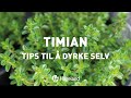 Timian Tips Til å Dyrke Selv