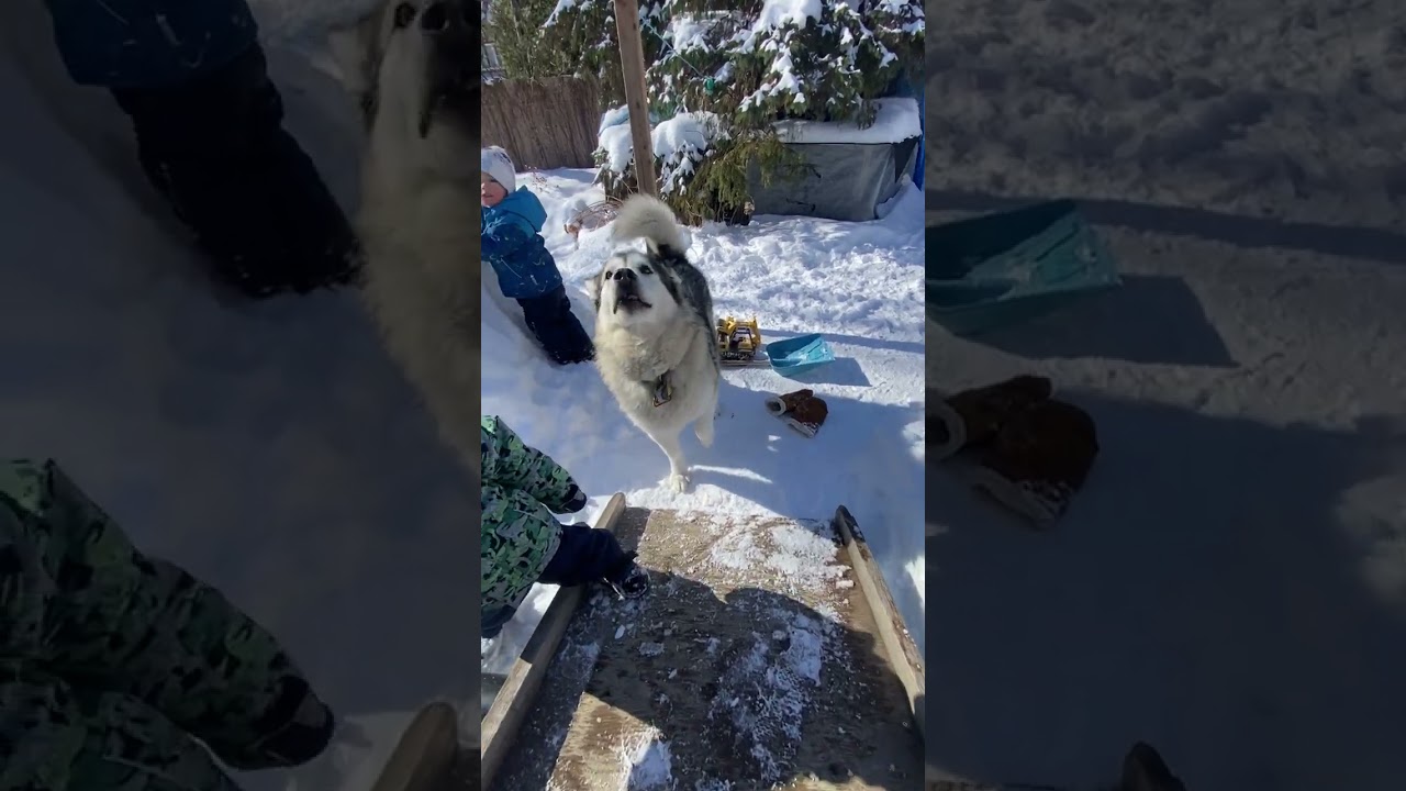 Креативные решения проблемы хромоты и неумения лазить по лестнице у Соджу не сработали. 