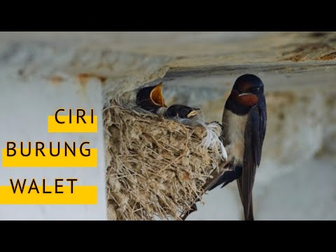 Banyak Petani Burung Walet Tidak Tahu 13 Hal Ini !