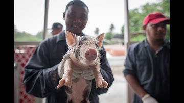 20171031 「永續南島‧攜手共好」總統視察我駐馬紹爾技術團及出席「自動環控溫室及綠色環保豬舍啟用典禮」