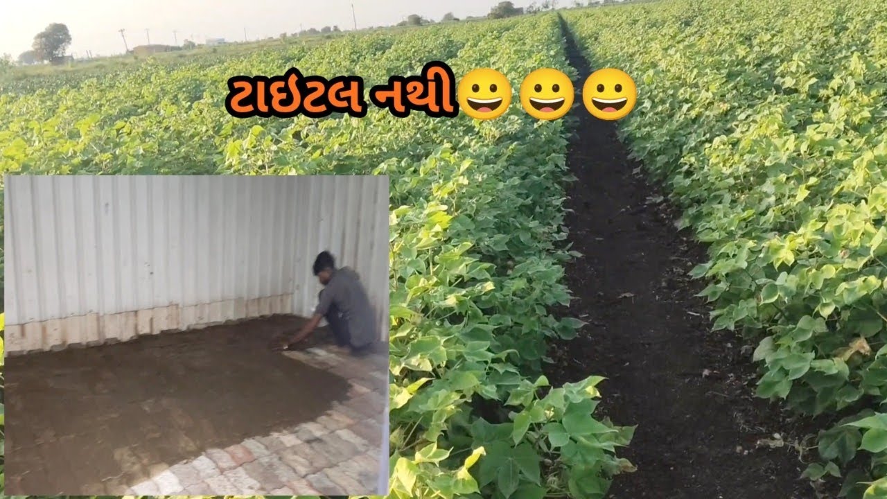 દેશી પદ્ધતિથી લીપણ | શ્રી દેવ બળદ આશ્રમ 7069719595 #cow #villagevlog #vlog #shokh 