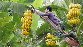 Соберите большие бананы и отправляйтесь на рынок. Продайте и купите утят, чтобы их вырастить.