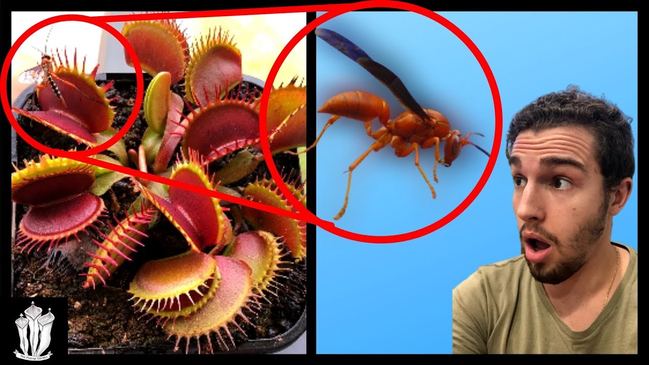 Can Venus Fly Traps Eat Pill Bugs - DOWTA Can Venus Fly Traps Eat Rolly Pollies