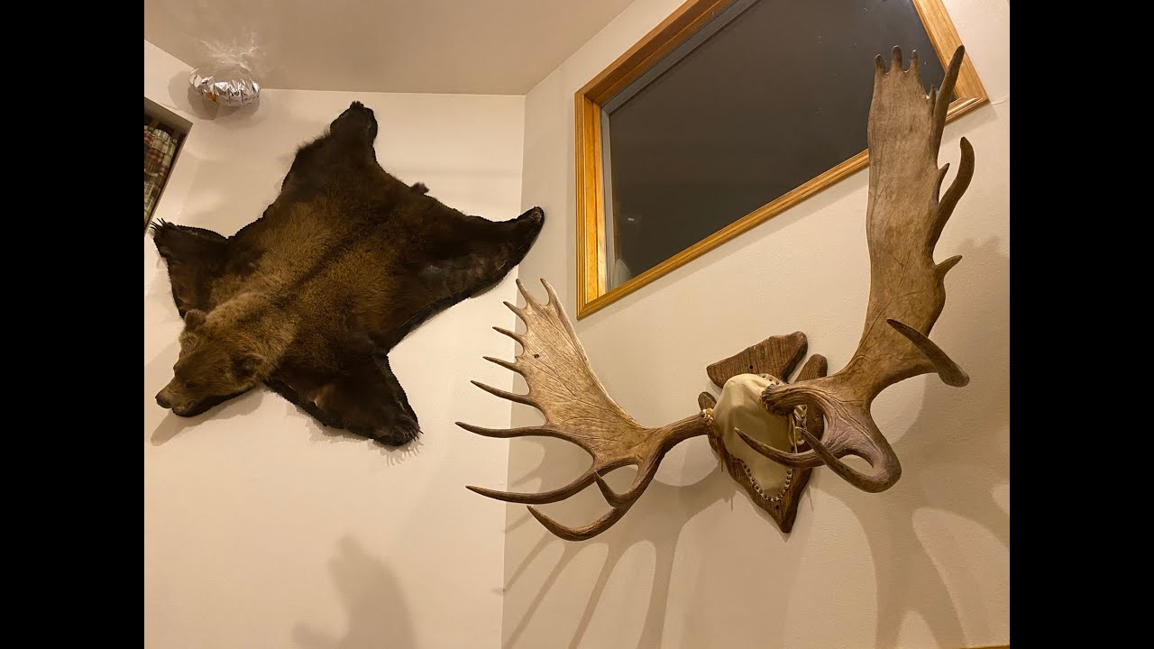 How to prepare hides for taxidermy or tanning, Black Bear, Caribou ect
