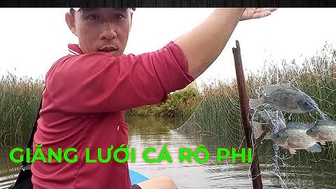 Giăng Lưới Cá Rô Phi Dính Thấy Mê//@Sông nước Cà Mau//Tilapia Nets
