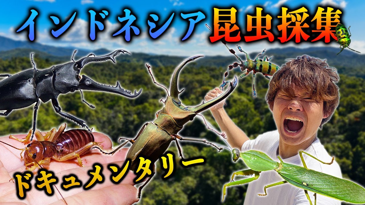大型のノコギリクワガタ【水牛】を探してみた - YouTube