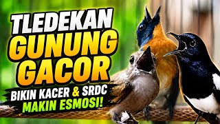 TLEDEKAN GUNUNG GACOR POLL BIKIN KACER DAN SRDC IKUT GACOR EMOSI