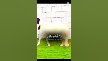 #اكسبلور #تلاوه_خاشعه #القران_الكريم #المصحف