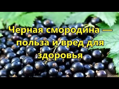 Черная смородина. Польза и вред смородины для здоровья