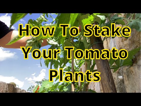 How To Stake Your Tomato Plants | El Paso Gardening
