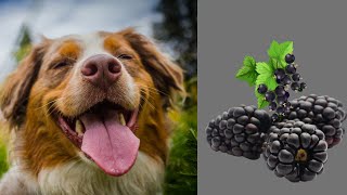 Can dogs eat Blackberries? Benefits-Side effects-Serving ideas by Serve Dogs 383 views 2 years ago 3 minutes, 8 seconds