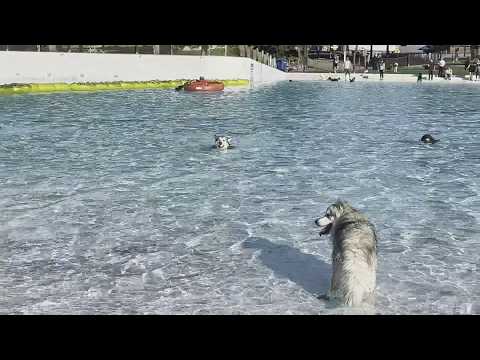 Water World goes to the dogs at the end of summer season