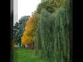 Осень блюз Instagram