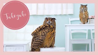 TAKOYAKI of the afternoon  (Episode 2) | Eurasian Eagle Owl // Name : TAKOYAKI