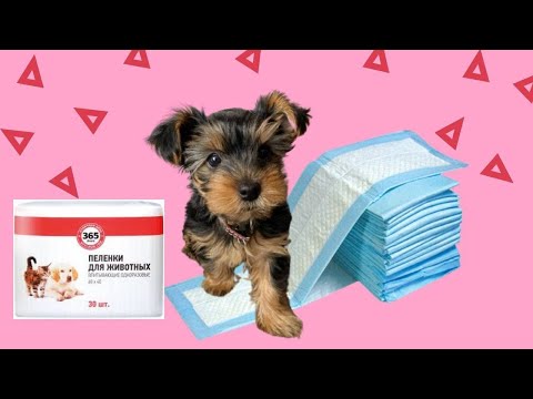 КАК ПРИУЧИТЬ ЩЕНКА К ПЕЛЁНКЕ ЗА 5 ШАГОВ?
