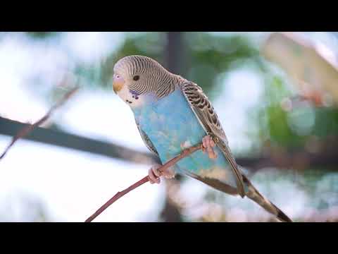 Relaxing Bird Sounds for a Peaceful Mind 🌿🐦