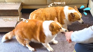 A Welsh Corgi suddenly wrestling with dad while enjoying snacks haha