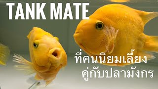 #Arowana & #TankMate ปลาเมทที่คนนิยมเลี้ยงคู่กับ #ปลามังกร