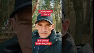 Тренировка собаки. Бег возле велосипеда. Видео 1 #дрессировкасобаккременчуг