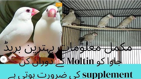 Java Sparrow Care During Molting ||Soft &Hard Molting Complete Information|| Fawn white silver java