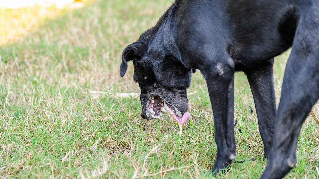 Can Beans Upset A Dog’S Stomach?