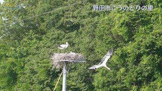 野田市こうのとりの里 Ⅳ