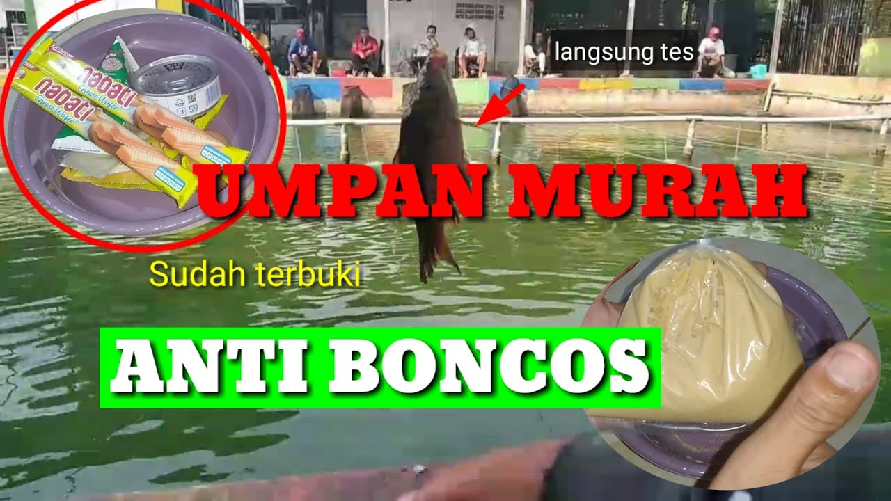 Mancing ikan mas umpan murah anti boncos