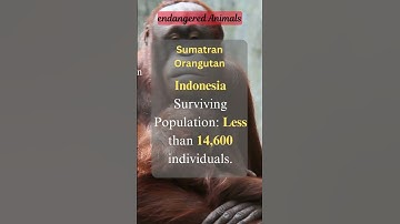When Will the Sumatran Orangutan Disappear Forever? #shorts#short#viral #ytshorts #video #facts