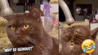 This gentleman is so serious... | YouTube's Best Cat Videos 1#