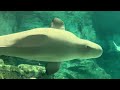 2025/10/01 ベルーガ達の夕べ【グレイ&ミライ編】@名古屋港水族館