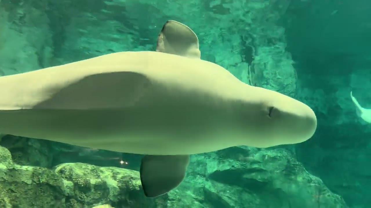 2025/10/01 ベルーガ達の夕べ【グレイ&ミライ編】@名古屋港水族館