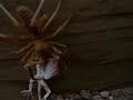 Huge Spider