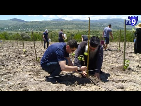 ადიგენში 3 300 ძირი მესხური ვაზის ჯიშები დარგეს