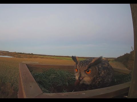 Video: Hvad spørger og byder?