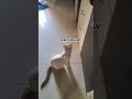 he need a judge #cats #pets #funny