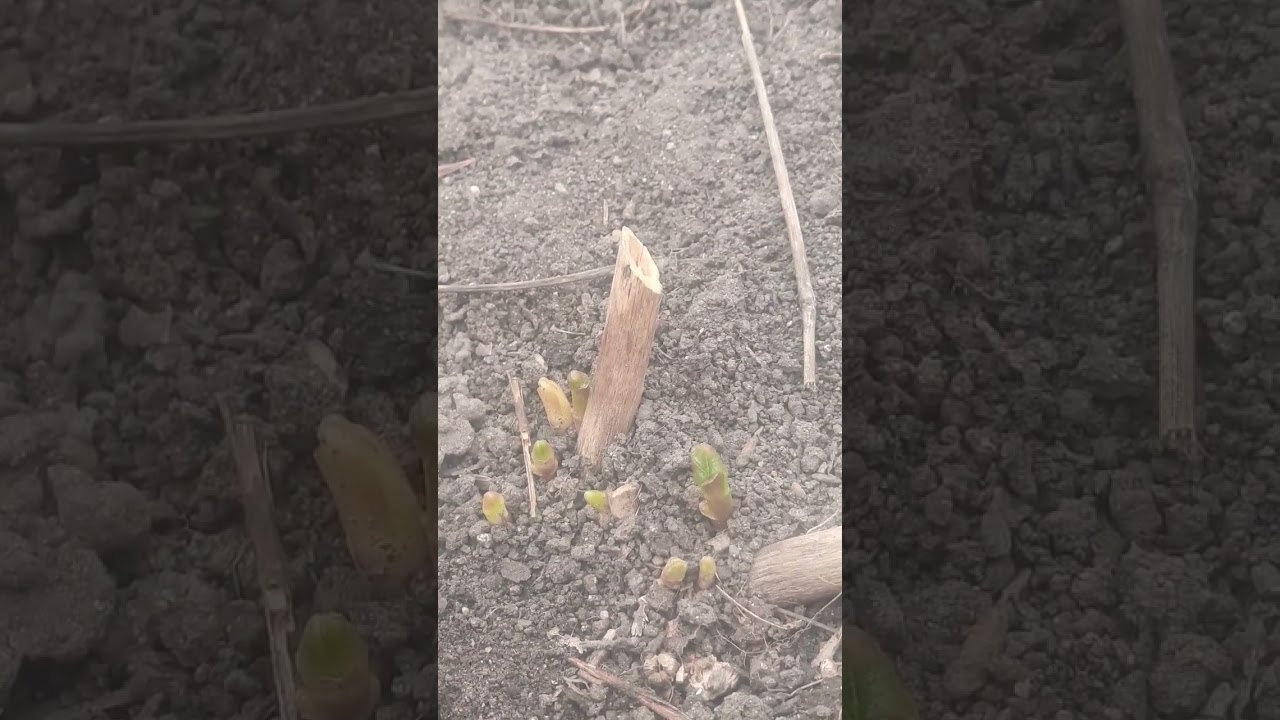 purple Milkweed sprouting! @cegnatives # 