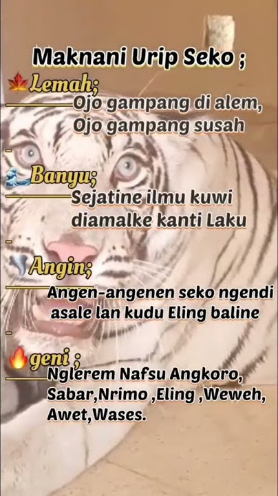 story macan putih 30 detik.