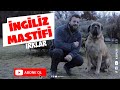 Köpek Irkları - İngiliz Mastifi